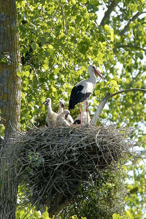 CIGOGNEAUX 3 MOIS.jpg
